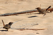 Rufous Fieldwren (Calamanthus campestris)